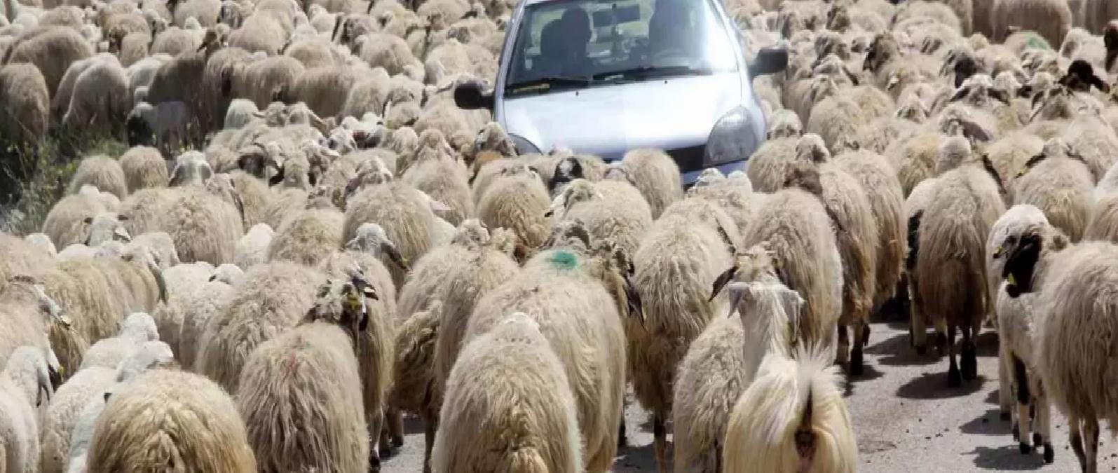 Erzincan’da Çoban Bulma Zorluğu