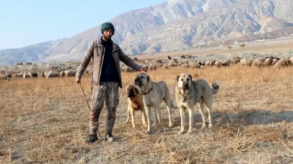 Erzincan’da Çoban Krizi