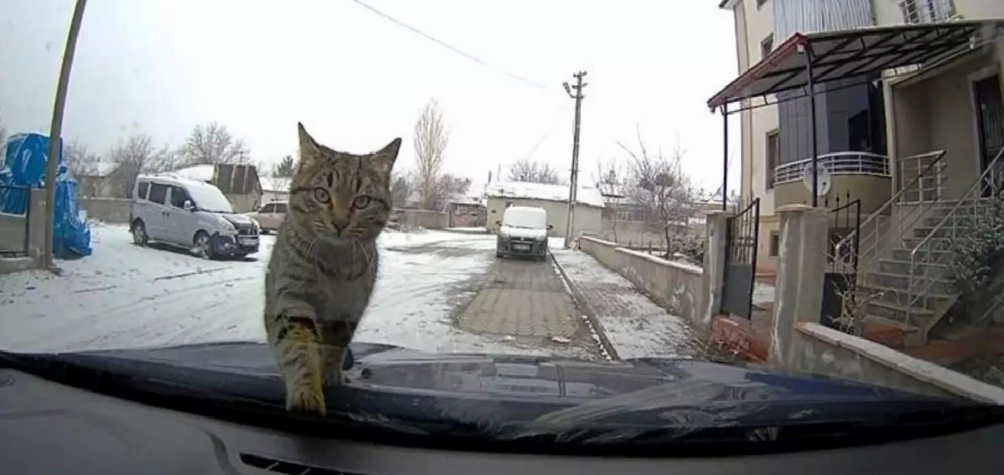 Erzincan’da Kedi Sıcak Araca Sığındı