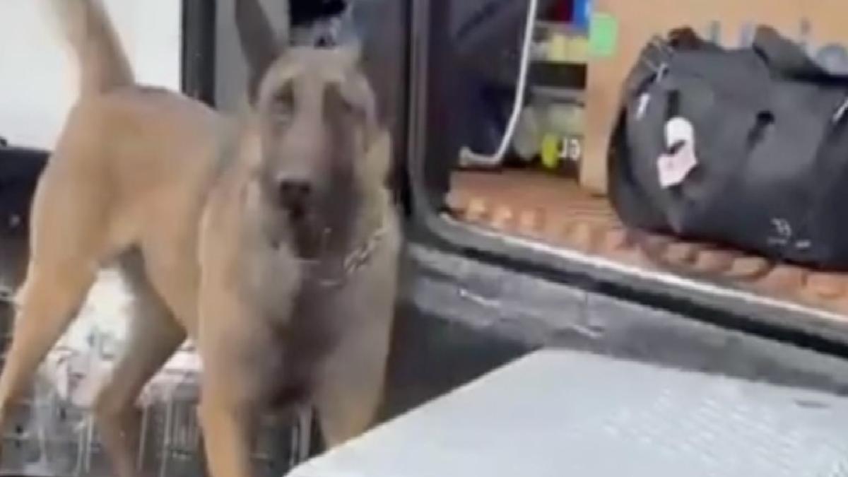 Erzurum’da uyuşturucu sevkiyatına narkotik köpeği engeli