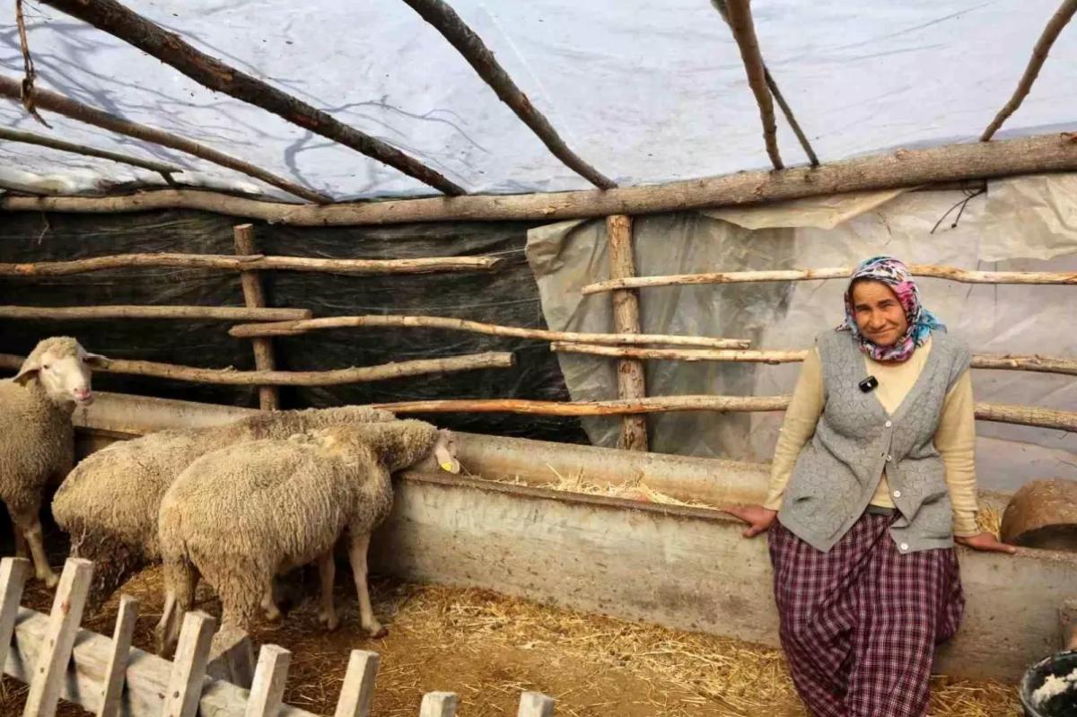Eskişehir Büyükşehir Belediyesi’nden Küçükbaş Hayvan Desteği