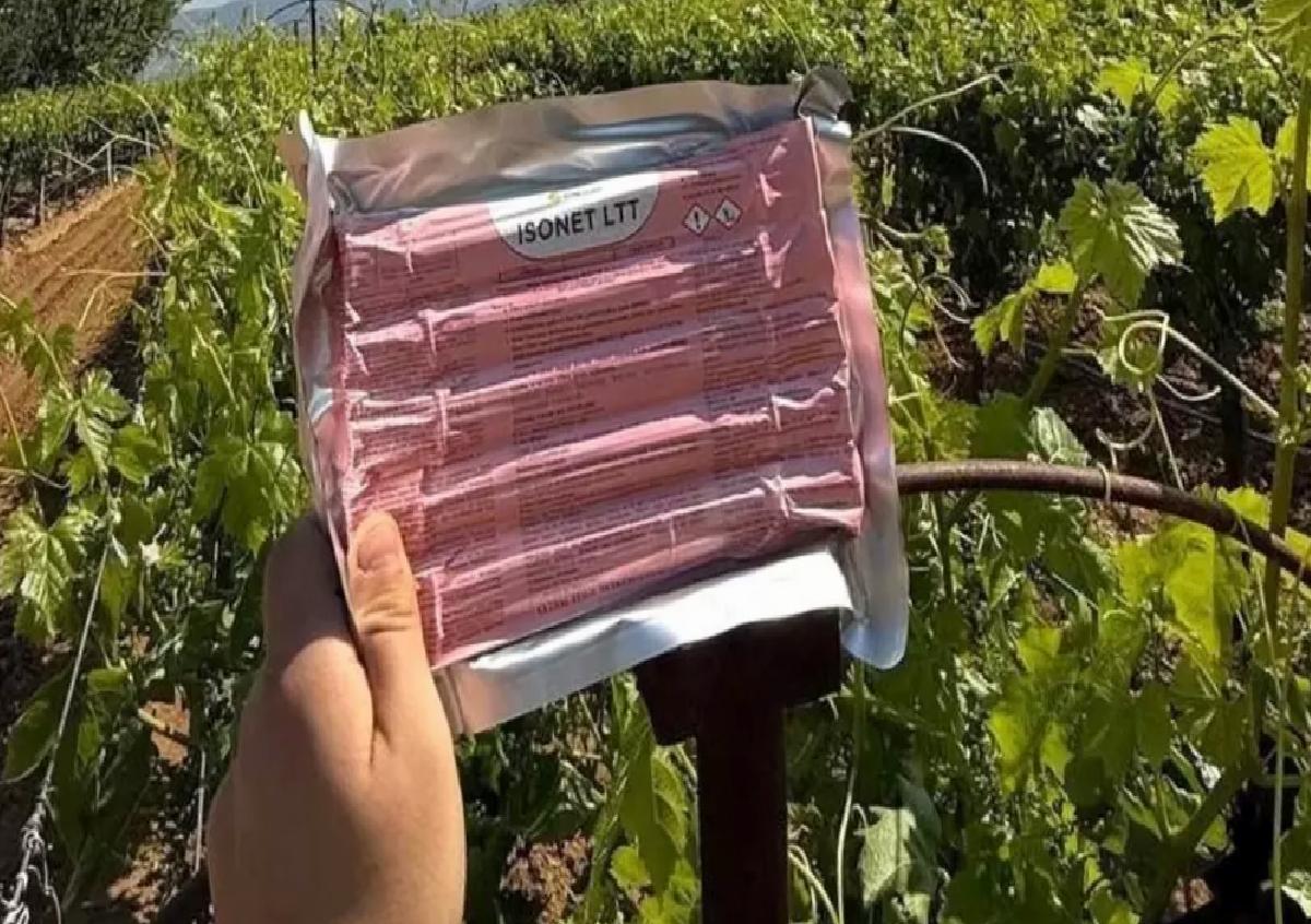 Feromon Tel ile Üzüm Bağları Korunuyor