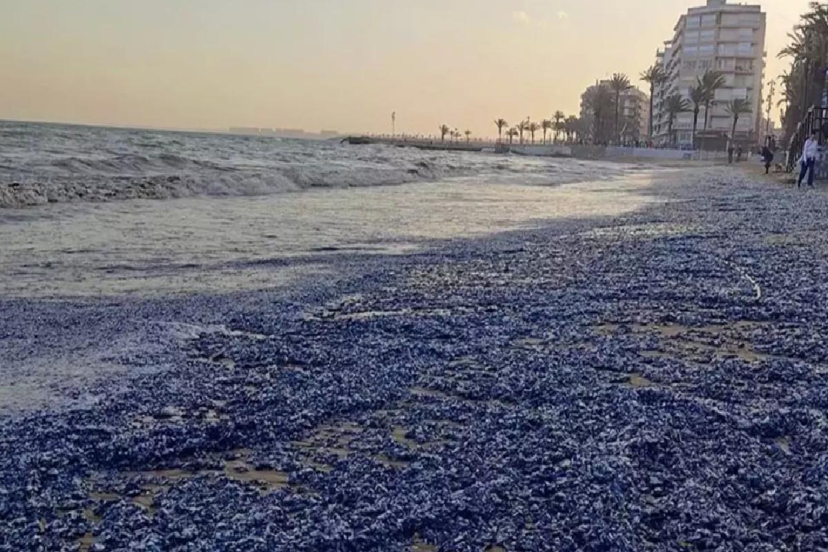 Fırtına sonrası şaşırtan manzara: Turistik plaj denizanası istilasına uğradı