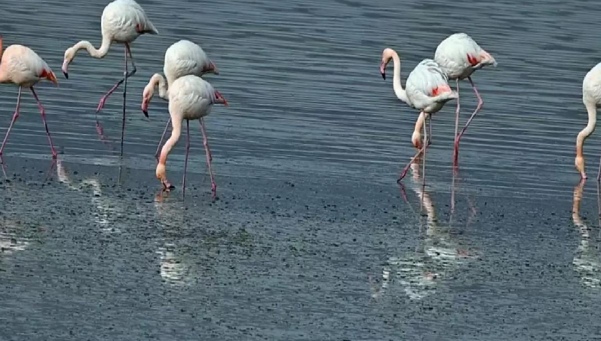 Flamingolar Van Gölü’ne Geldi