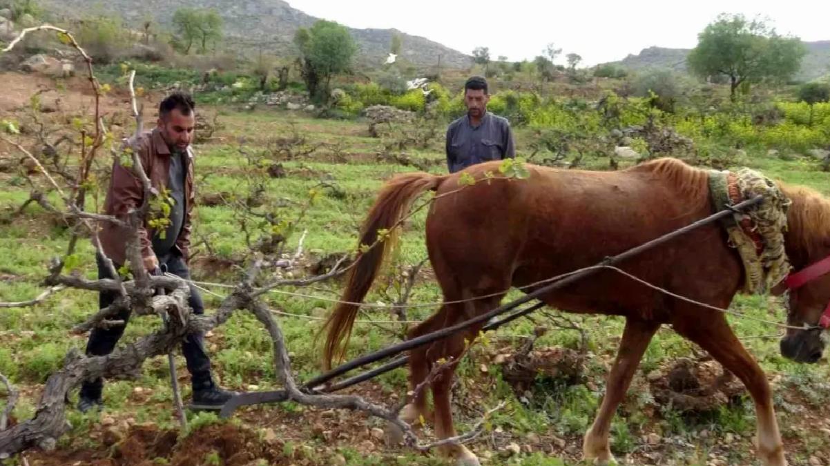 Gercüş’te Tarlanı Atlarla Süruyorlar