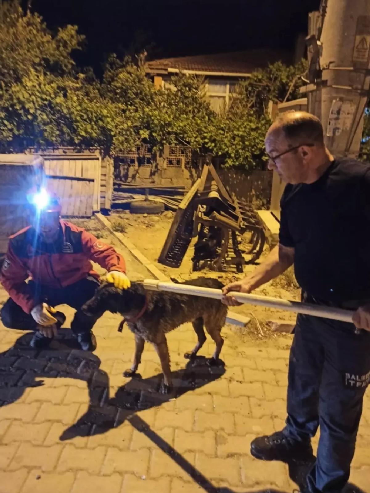 Gömeç’te Havuzdan Kurtarılan Köpek Yeniden Hayata Döndü