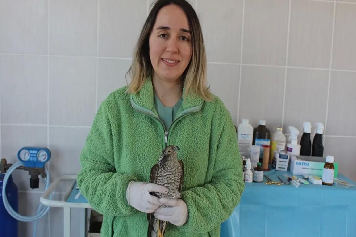 Göz Enfeksiyonu Geçiren Atmaca Tedavi Ediliyor