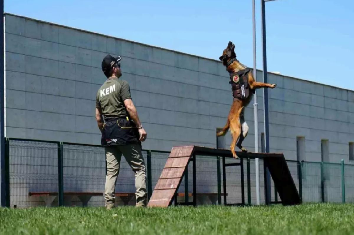 Gümrükte Kaçakçılıkla Mücadele İçin Köpek Eğitimi