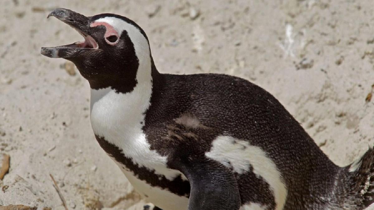 Güney Afrika’daki helikopter kazasının sebebi ‘penguen’ çıktı