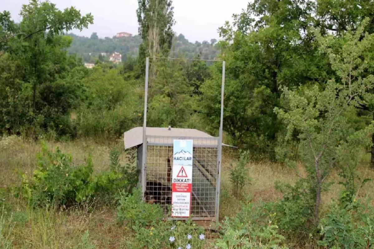 Hacılar’da Başboş Hayvanlarla Mücadele Devam Ediyor