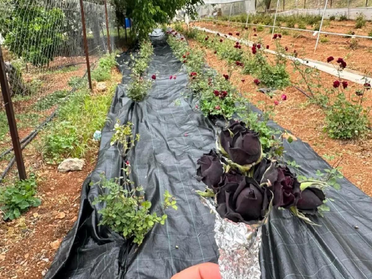 Halfeti’de Karagül Hasadı Başladı