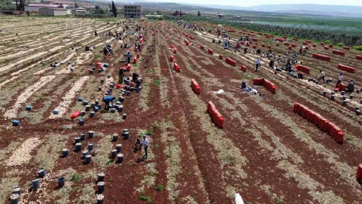 Hatay’da İlk Soğan Hasadı Başladı