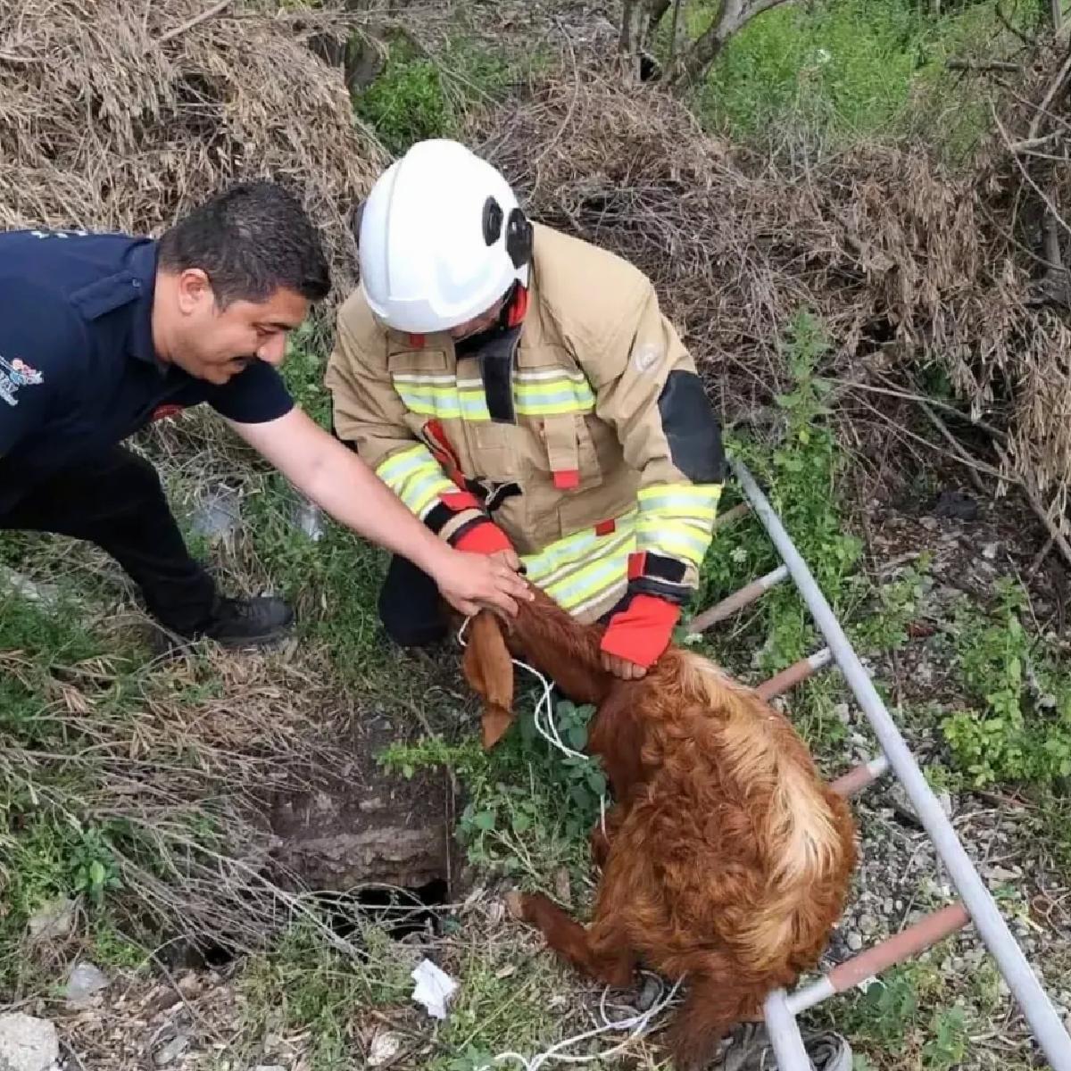 Hatay’da Mahsurdaki Keçi Kurtarıldı