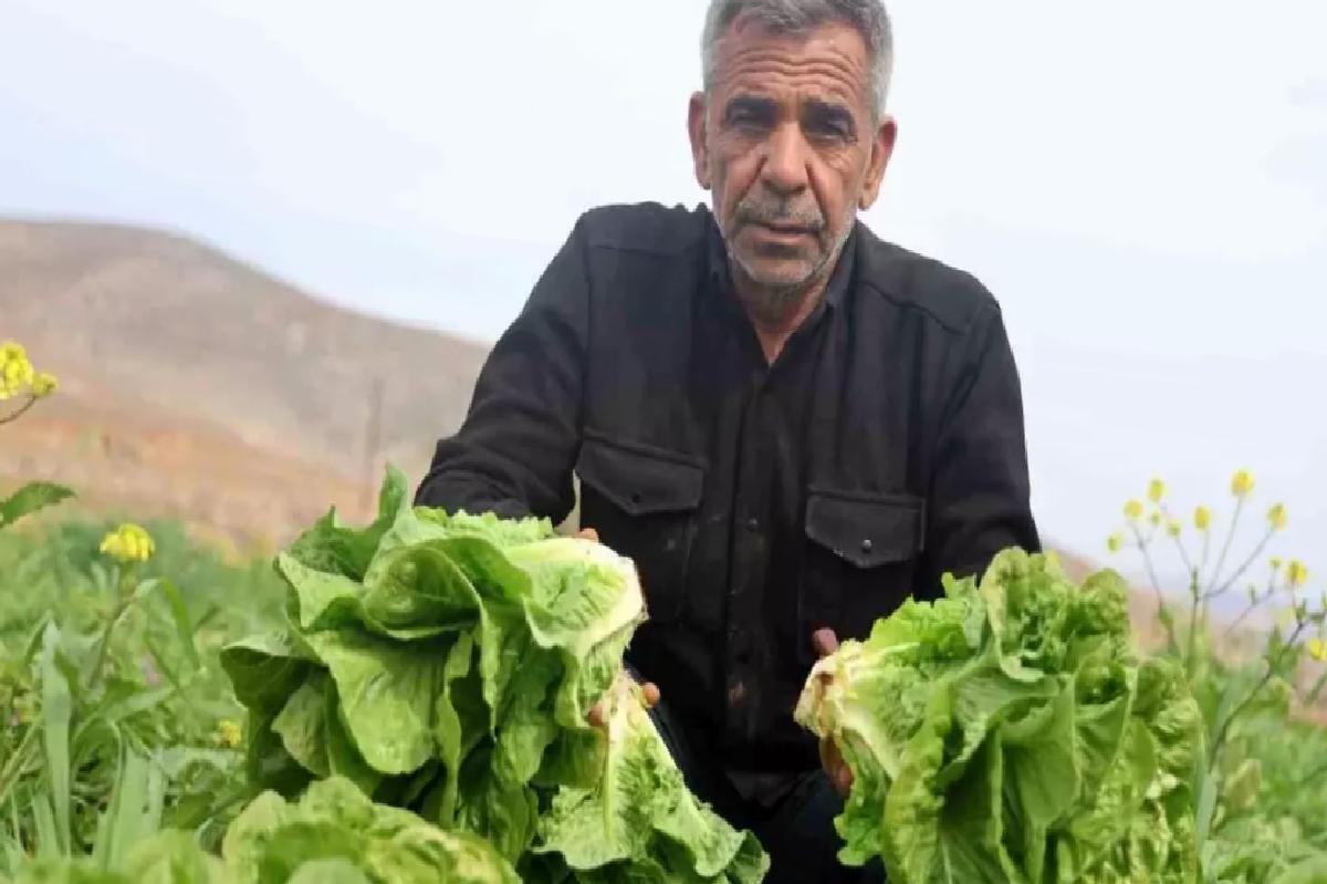 Hatay’da Marul Hasadı Kuraklıktan Etkilendi