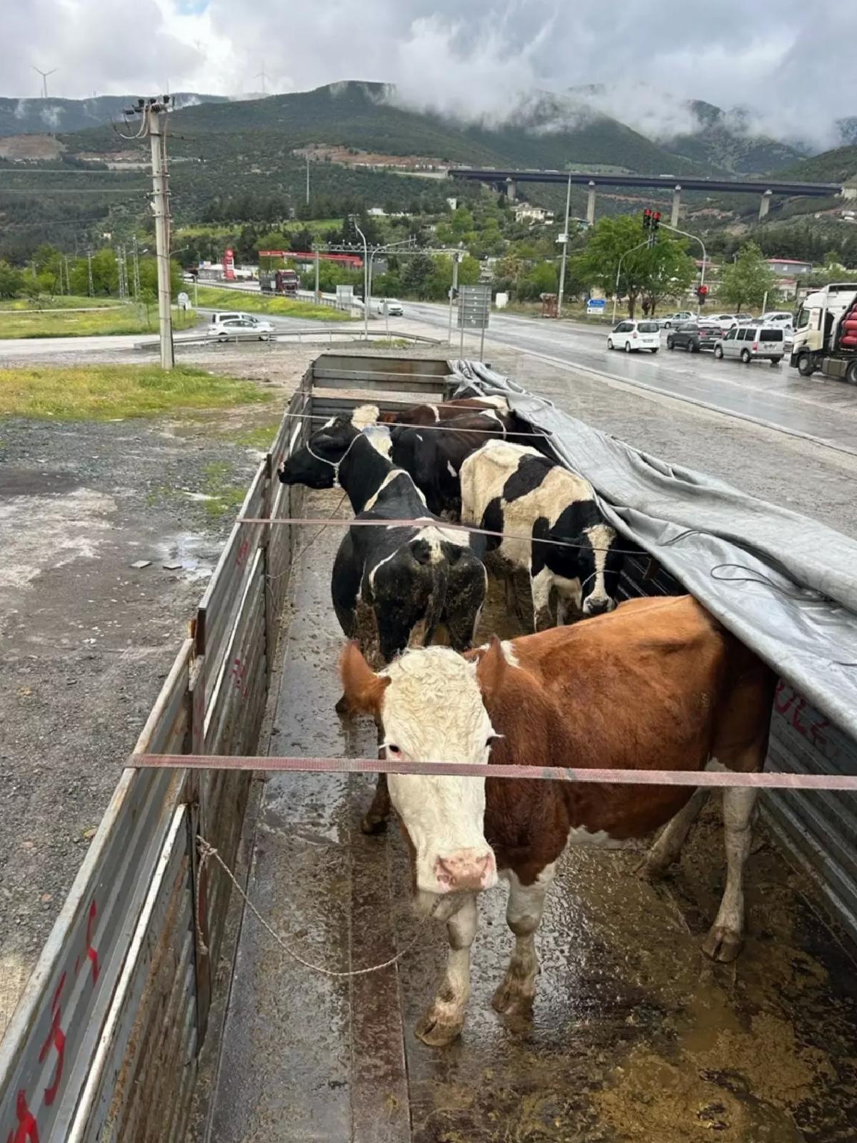 Hayvan Hırsızlığına 2 Tutuklama