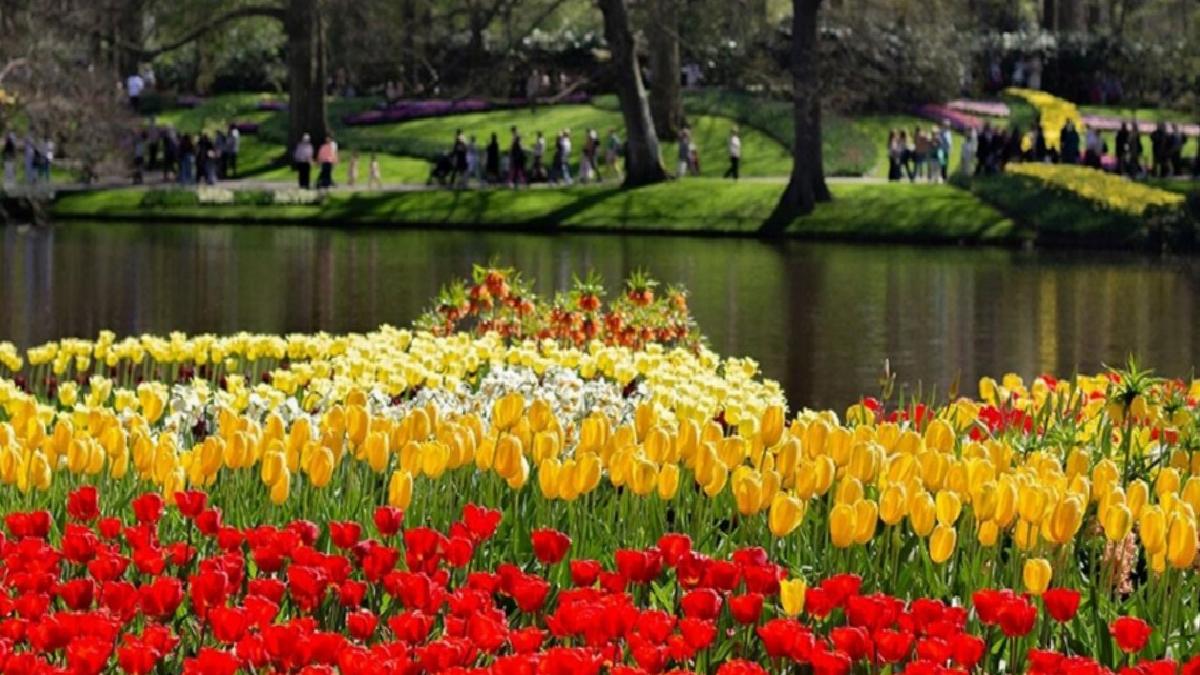 Hollanda’daki dev lalebahçesi Keukenhof, 76. yılını ziyaretçilerle kutluyor