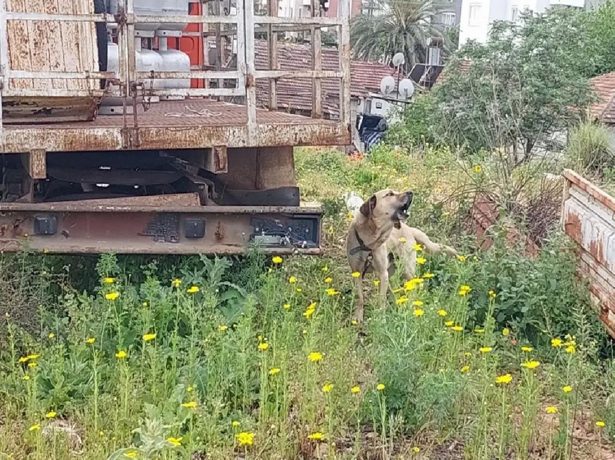 İhmal Edilen Köpek Barınağa Teslim Edildi