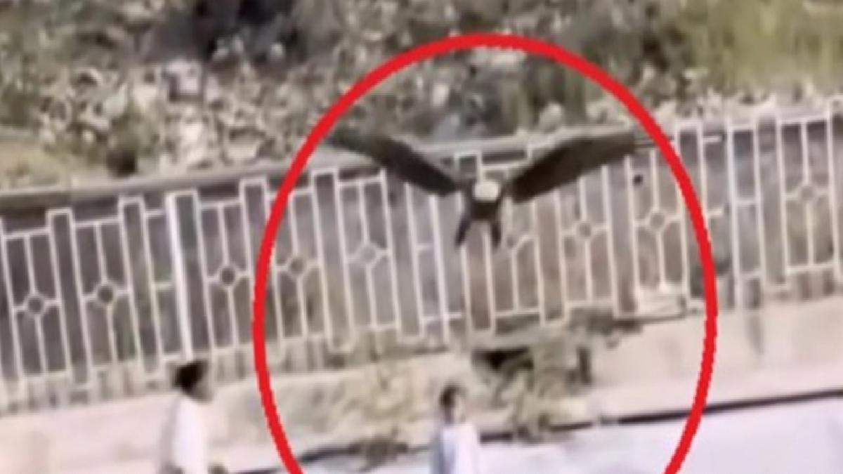 İran’da kartalın çocuğu kaçırmaya çalıştığı anlar