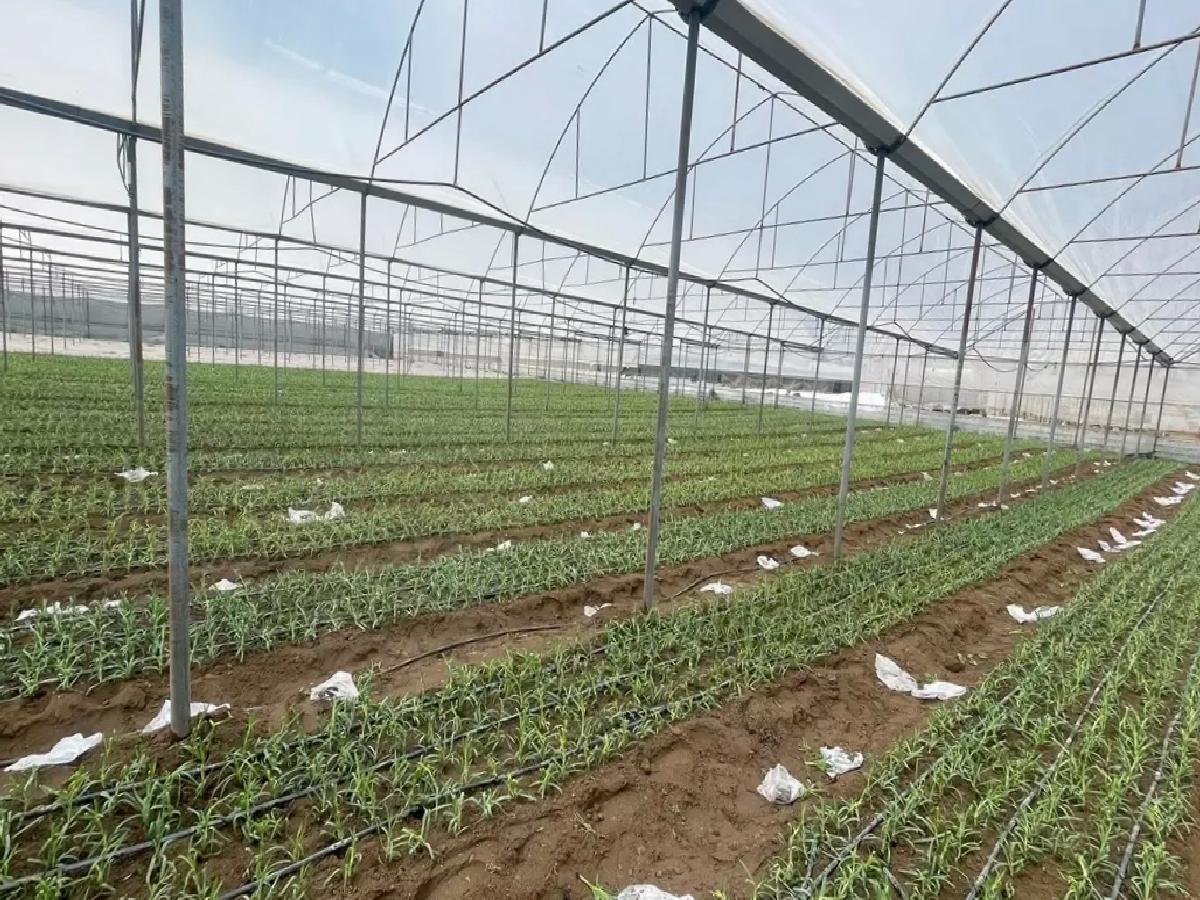 Isparta’da Karanfil Üretimi Artıyor