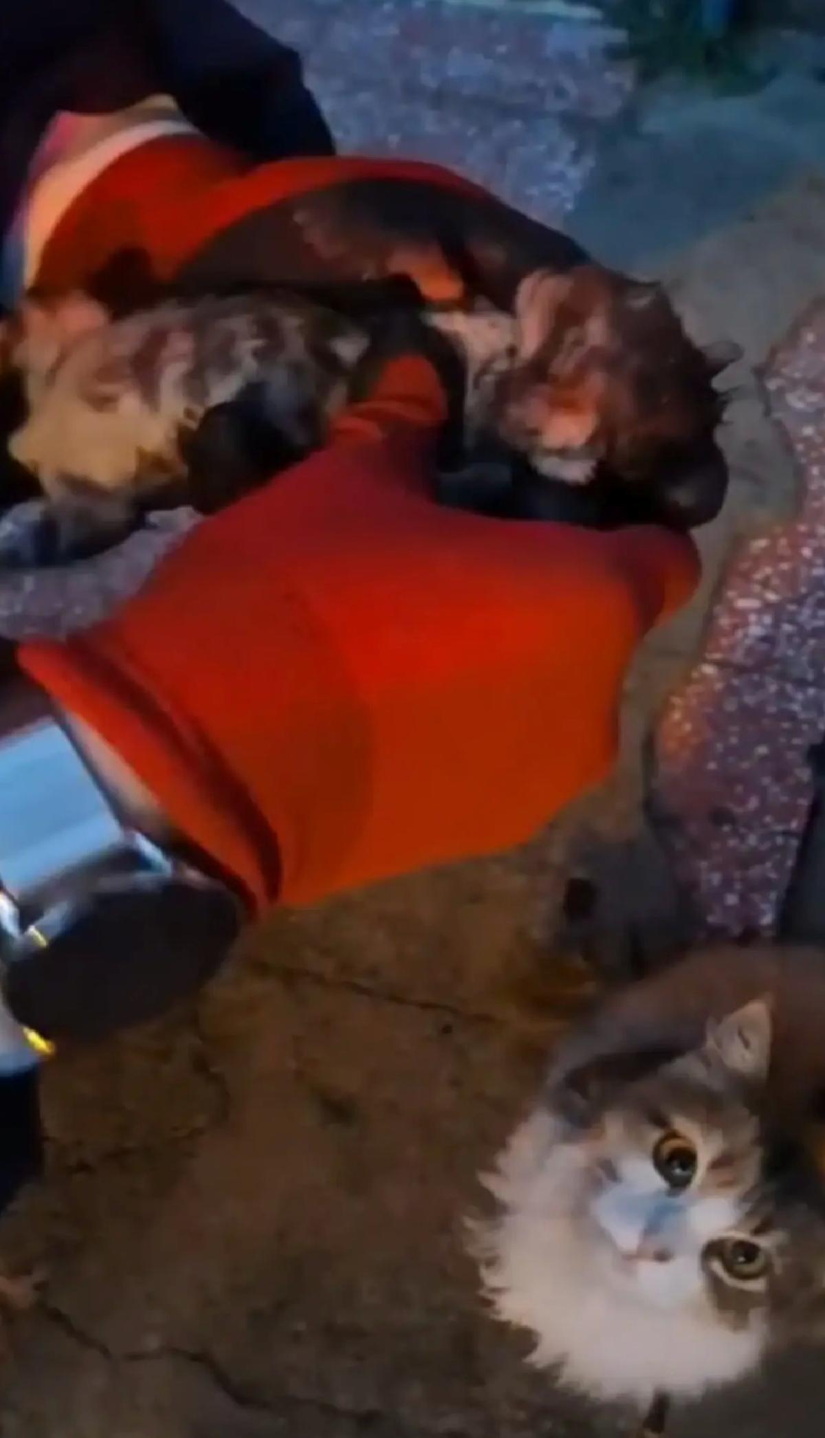 İtfaiye Eri Yavru Kediyi Kurtaramadı