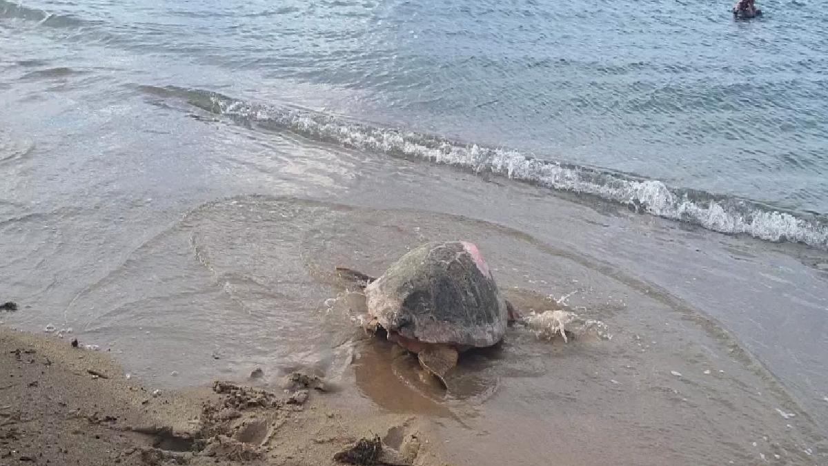İztuzu Plajı’nda Caretta Yuvalama Hazırlıkları Başladı