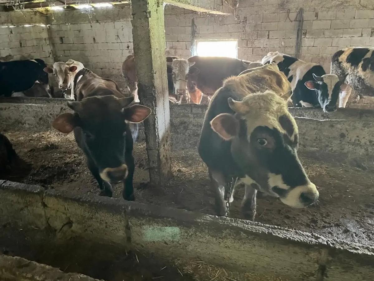 Kaçak Hayvan Getirene 109 Bin Ceza