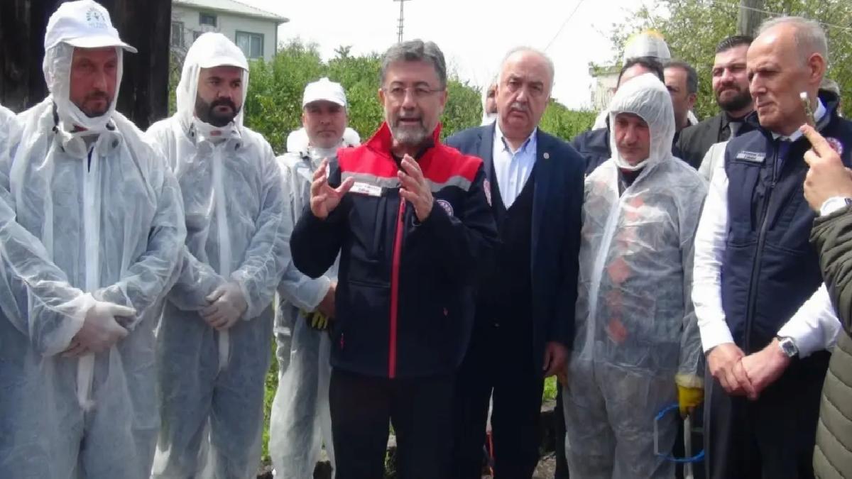 Kahverengi Kokarca ile Mücadele Planı