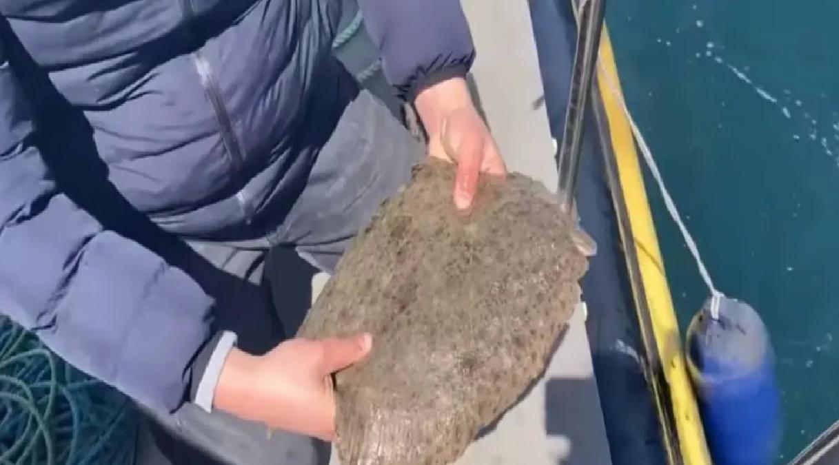 Kalkan Balığı Avı Yasak, Ağlara El Konuldu