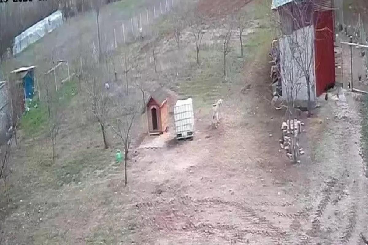 Kangal Köpeği Tilkiyi Kovdu