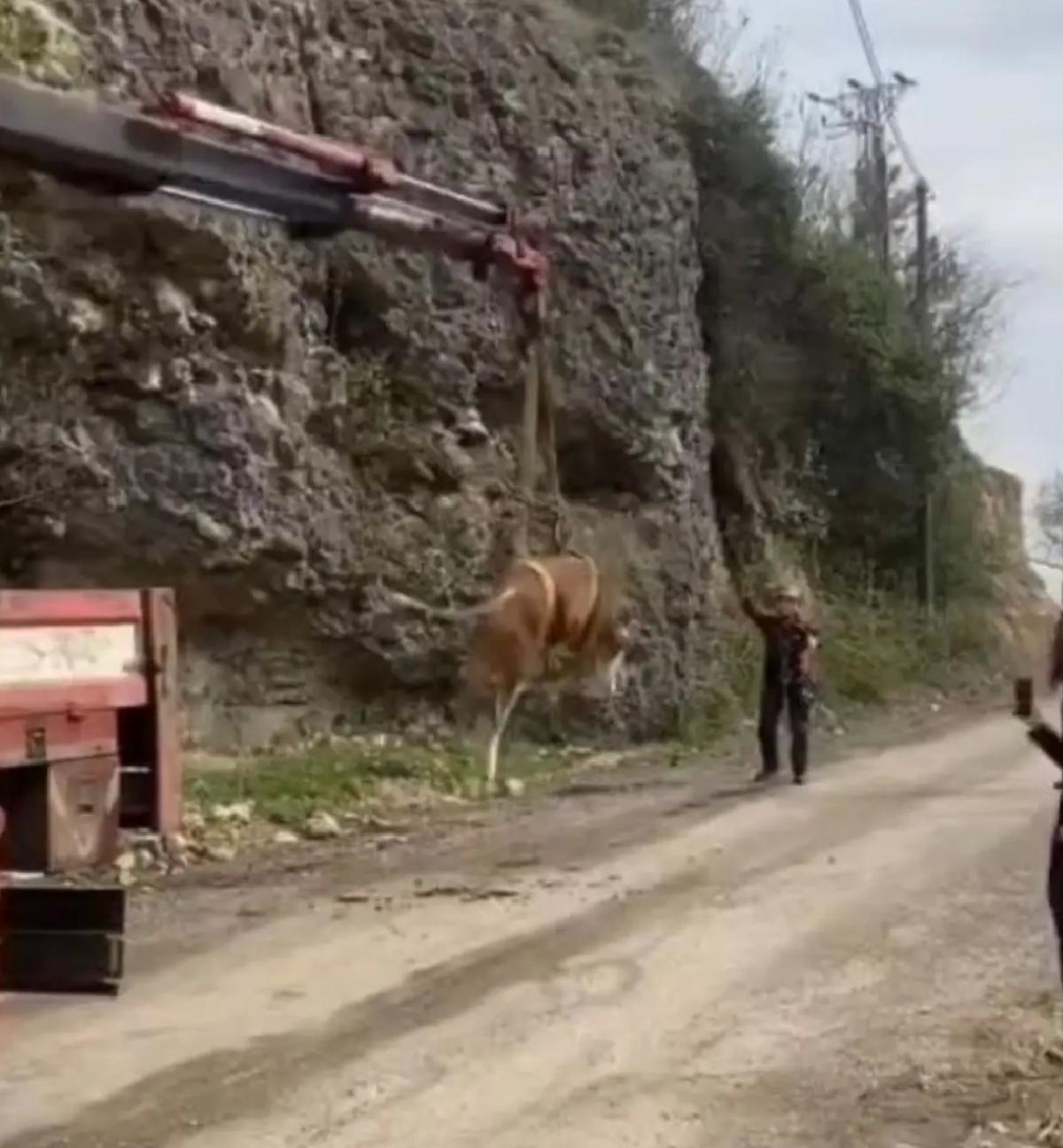 Karabük’te İneği Vinçle Kurtardılar