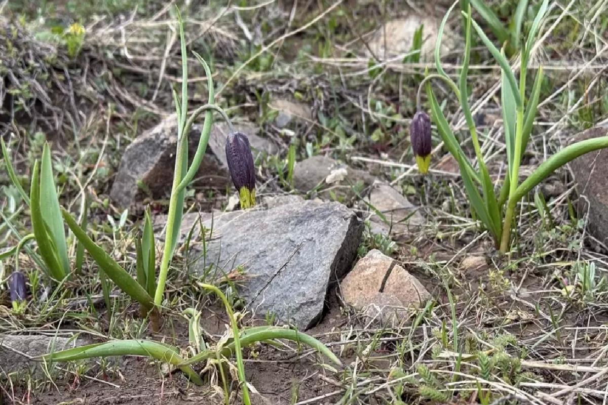 Karakoçan Lalesi İncelendi