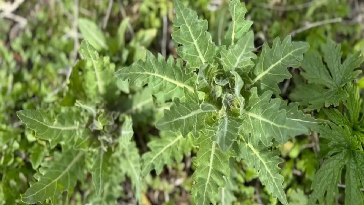Kars’ta Çocuklar ‘Deli Bat Bat’ Otu ile Zehirlendi