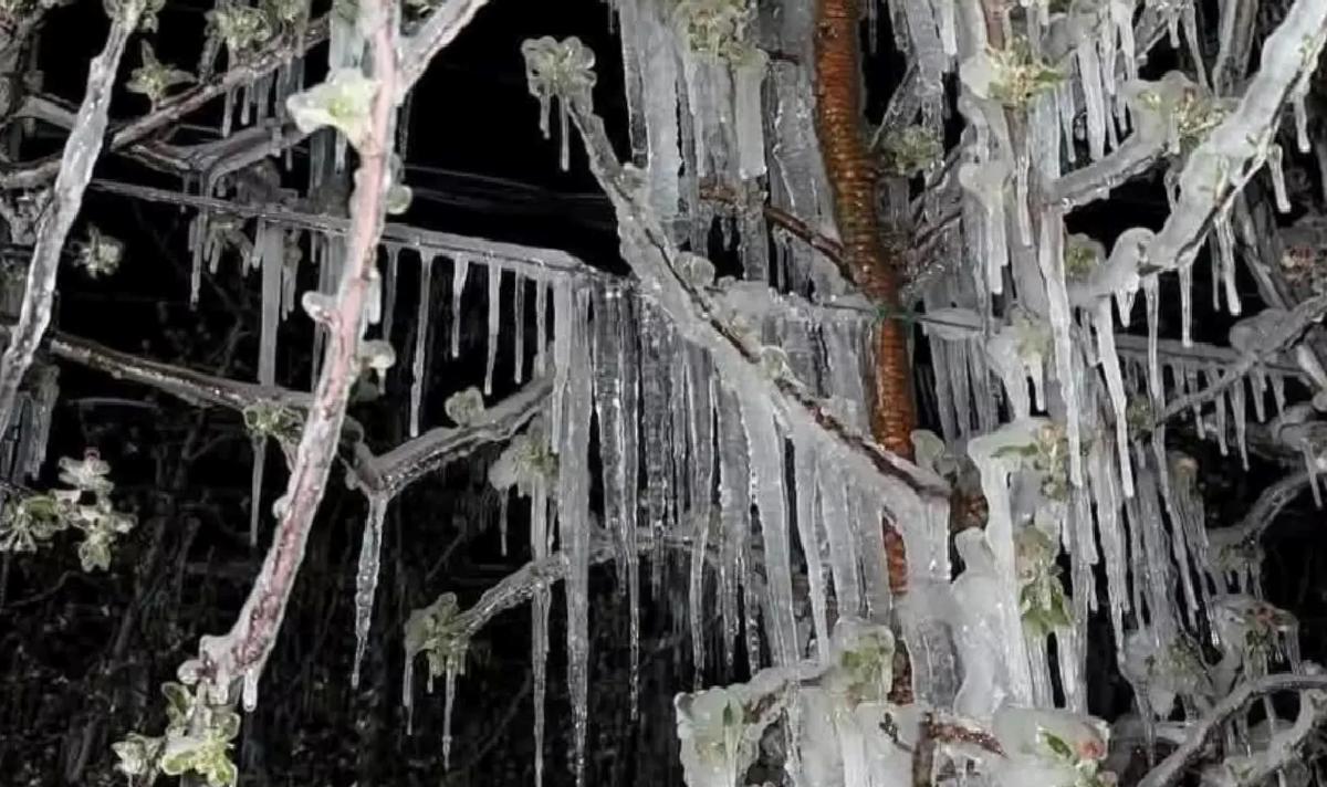 Kayseri’de Don Meyve Ağaçlarını Vurdu