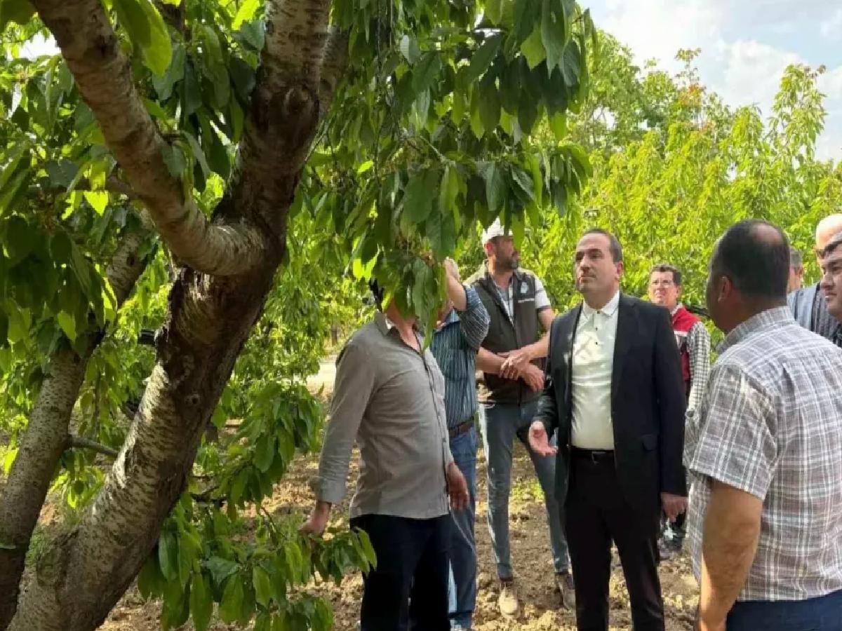 Kemalpaşa’da Zirai Don İncelemesi