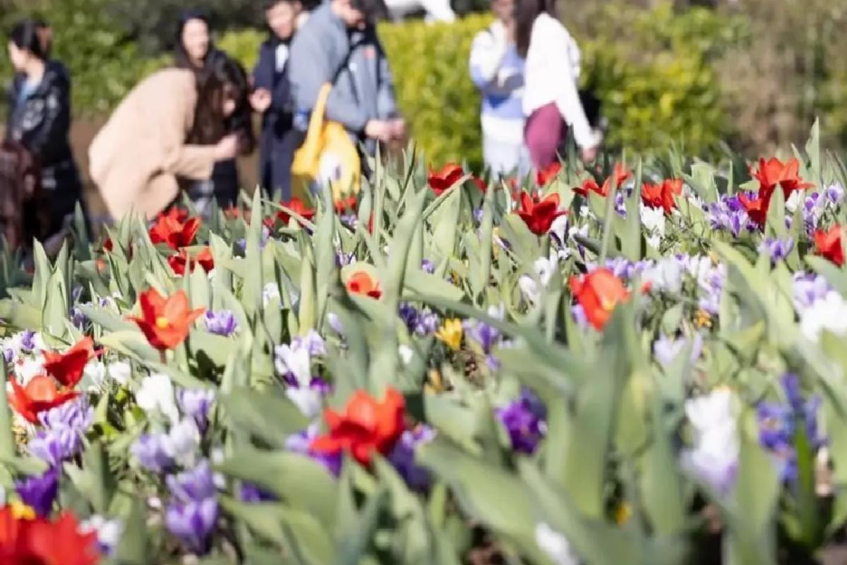 Keukenhof 76. Sezonuna Açıldı