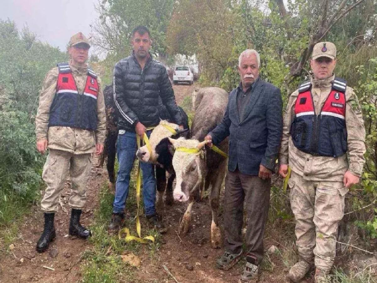 Kilis’te Hayvan Hırsızları Yakalandı