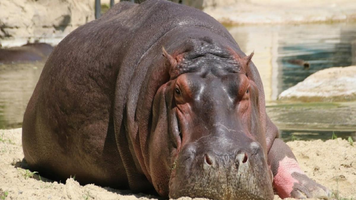 Kongo’da şarbon alarmı: 50 su aygırı telef oldu