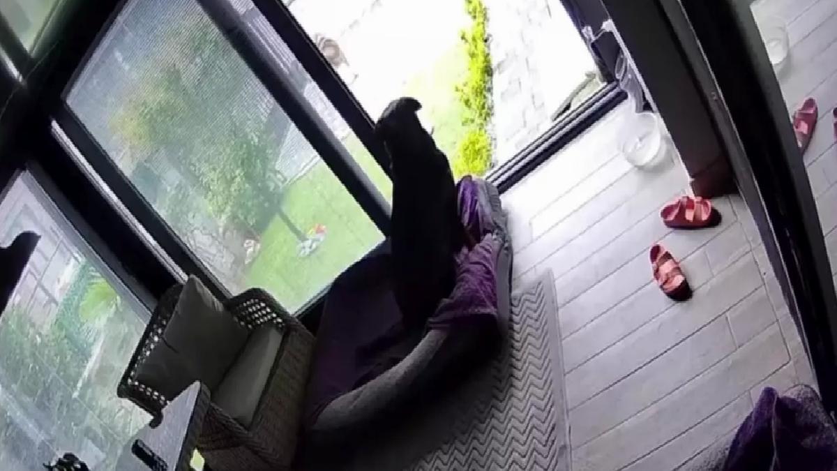 Köpeklerin Deprem Kaçışı Güvenlik Kamerasında
