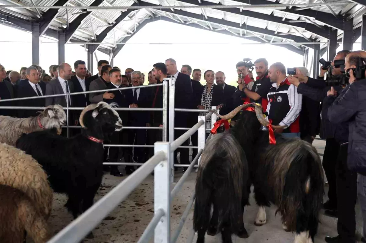 Kozan’da Yeni Hayvan Pazarı Açıldı, İlk Satışta Kurbanlıklar Uygun Fiyatlarla Satıldı