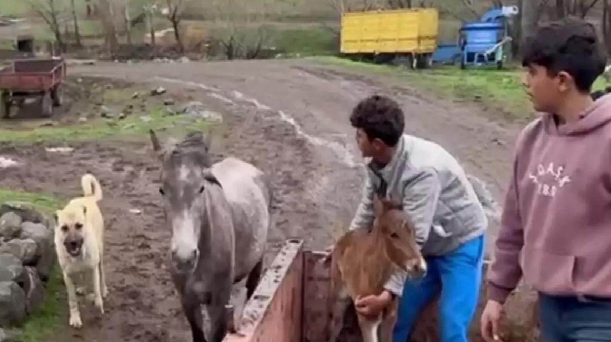 Kral, At ve Tayın Yanında