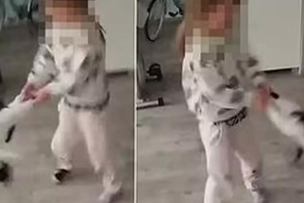 Küçük kız kediye işkence yaptı, annesi gülerek kayda aldı