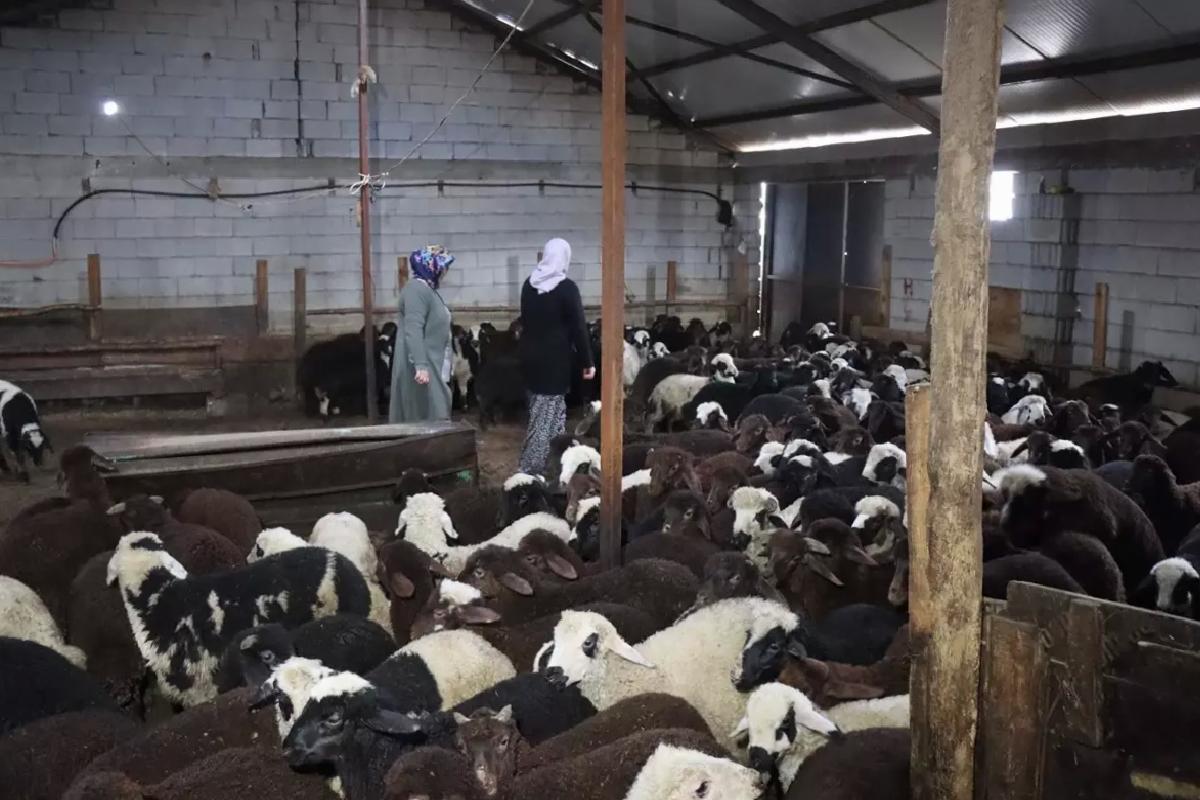 Küçükbaş Hayvancılıkta Başarı Hikayesi