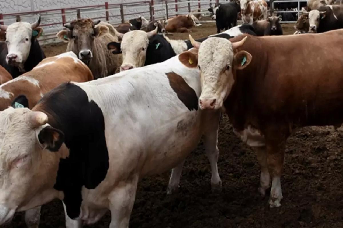 Kurban kesim bedeli yurt içinde 13 bin 500 lira, yurt dışında 5 bin 450 lira olarak belirlendi.