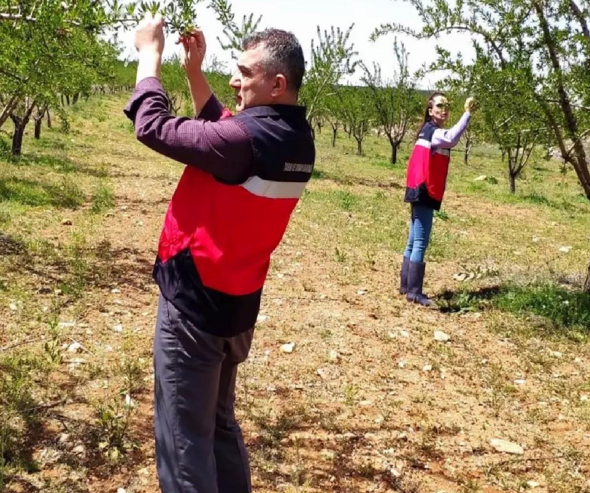 Kütahya’da Zirai Don Kontrolleri