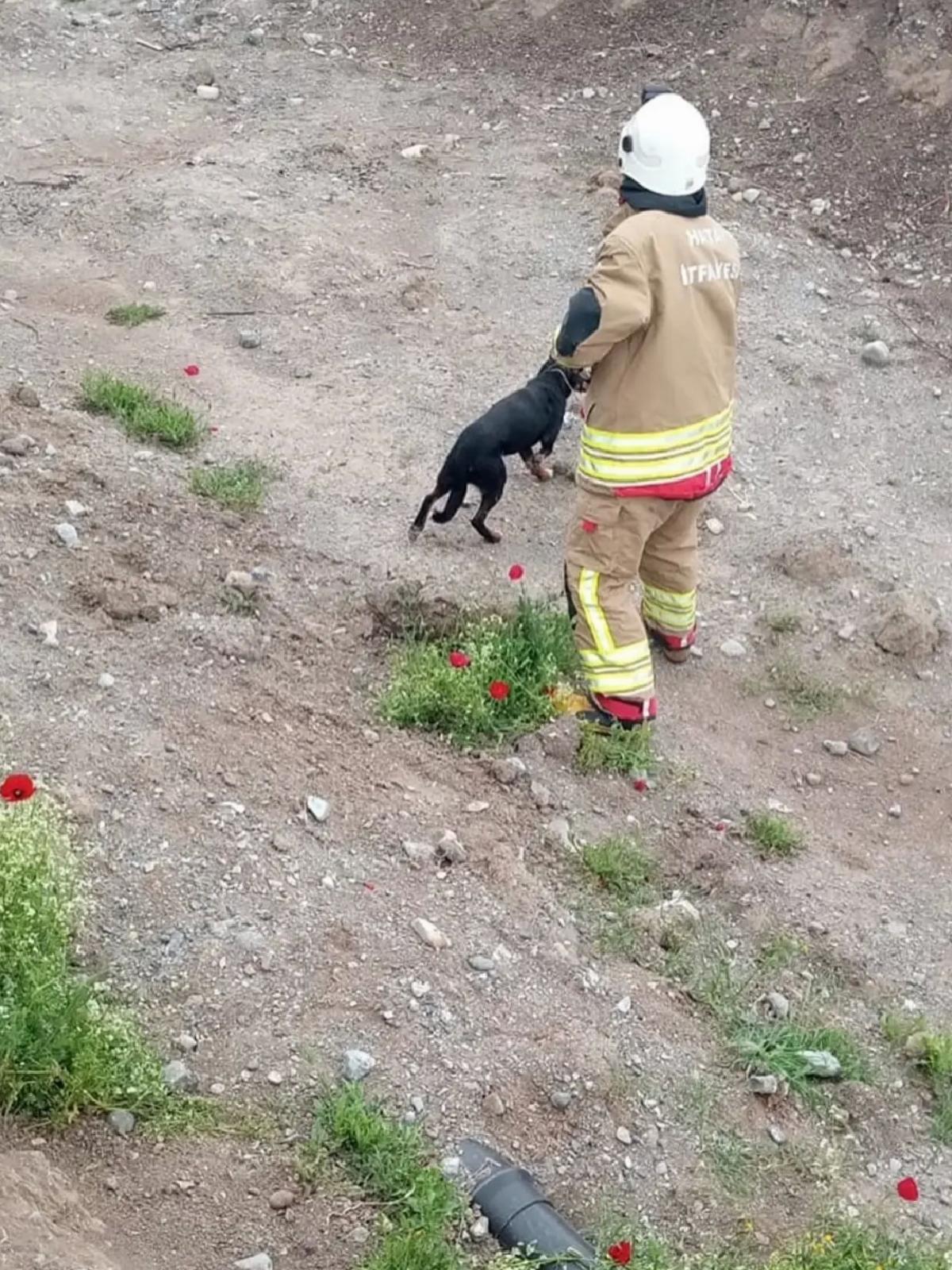 Kuyuya Düşen Köpek Kurtarıldı