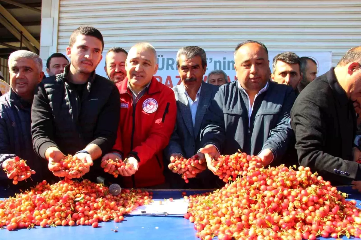 Kuzey Yarımküre’nin İlk Kirazı Hasat Edildi