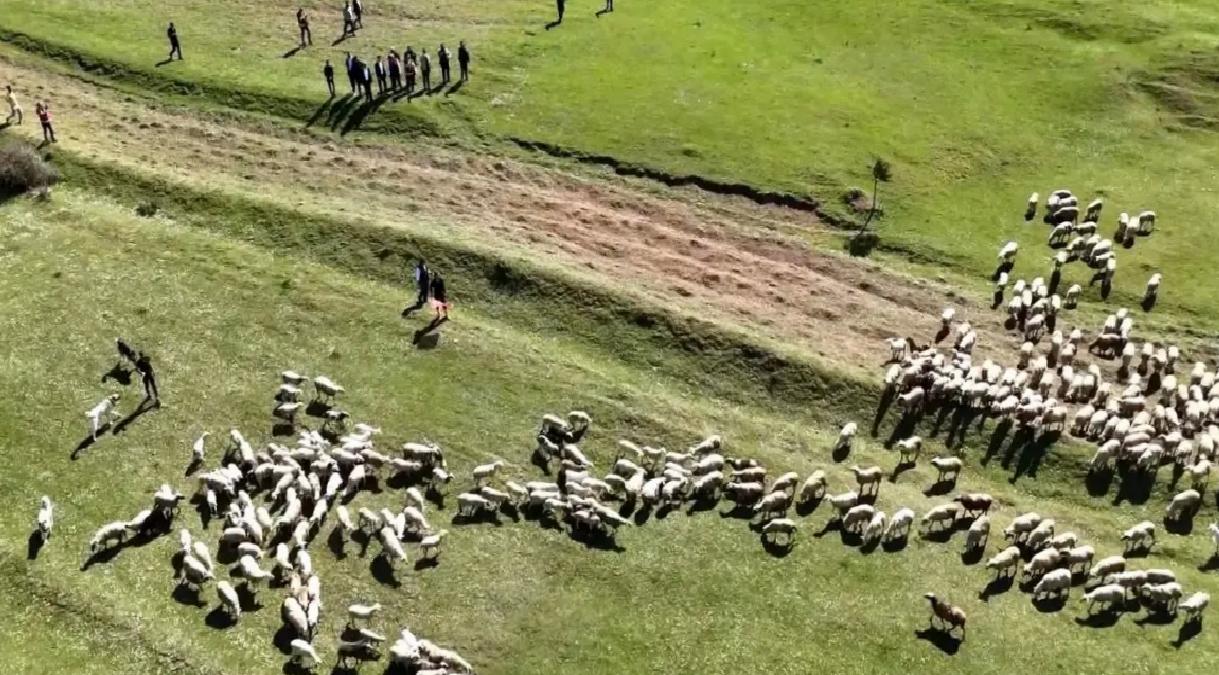 Kuzular Anneleriyle Buluştu