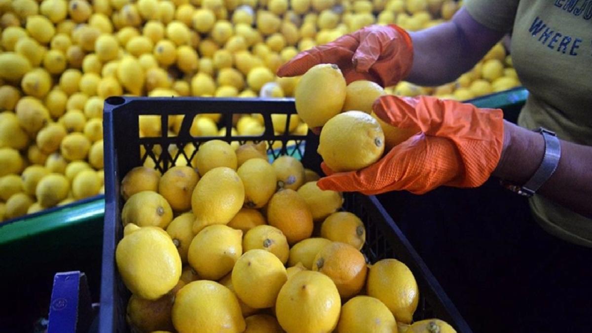 Limon ihracatı geçici olarak durduruldu
