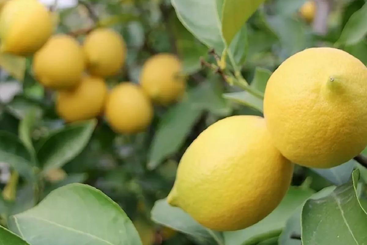 Limon ihracatındaki kısıtlama kaldırıldı