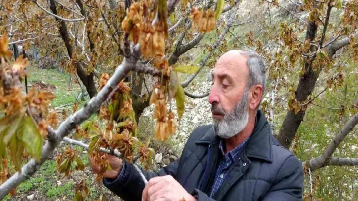 Malatya’da Zirai Don Felaketi